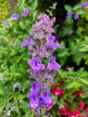 Nepeta Ãâ faassenii, also known as catmint and Faassen`s catnip